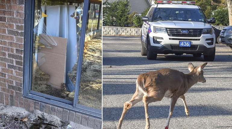A deer runs free Wednesday after it crashed through a...