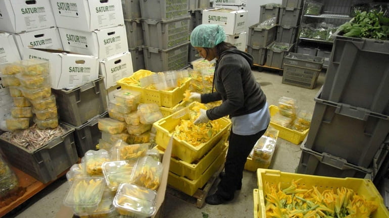 An employee at Satur Farms packs squash blossoms into containers...