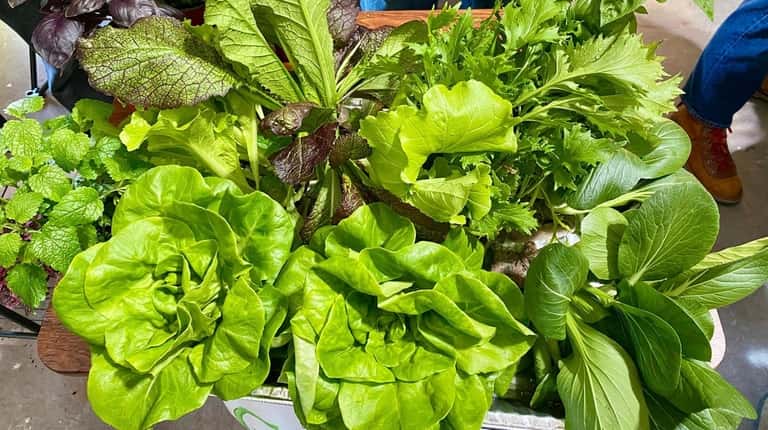 Greens by Gabrielson of Jamesport sells salad greens, herbs and...
