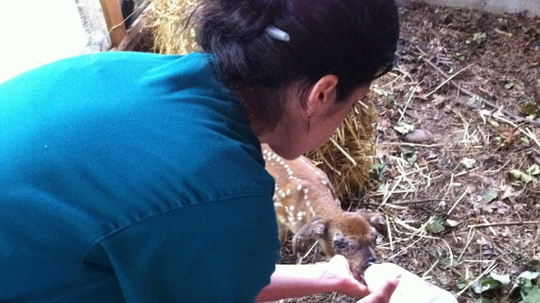 Staci Earl, hospital supervisor, feeds a fawn at the Evelyn...
