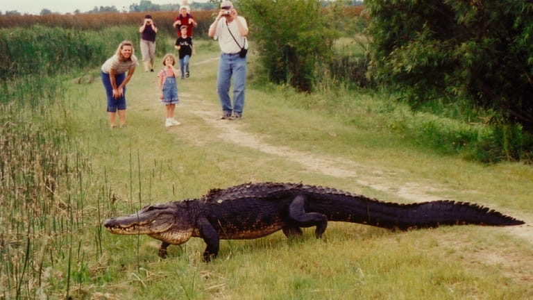 Observing an alligator near the Creole Nature Trail in Louisiana.