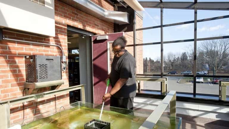 Southampton High School senior Malcolm Williams cleans an algae tank...