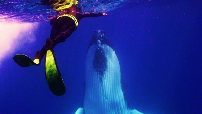 A humpback rises from the deep to play with a...