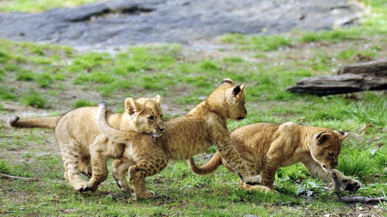 Triplet African lion cubs play in the Bronx Zoo's African...