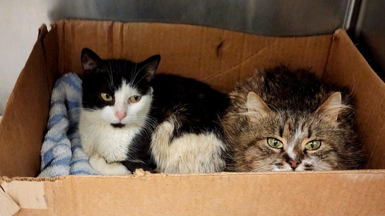 Two of the 26 cats rescued from a Lake Avenue...