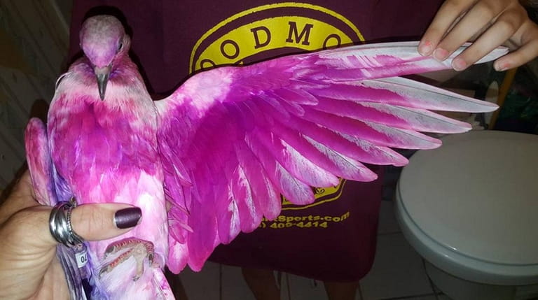Two pigeons, dyed pink and purple, were found Friday Aug....