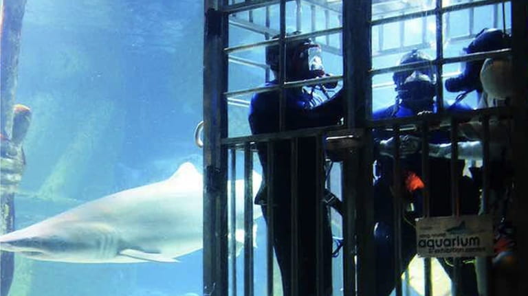 The Long Island Aquarium in Riverhead offers a Shark Dive...