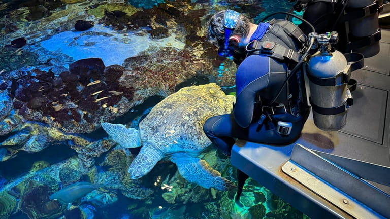 Myrtle, a green sea turtle, swims past New England Aquarium...