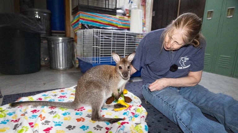 Lori Ketcham, director of STAR Foundation, caring for a wallaby...