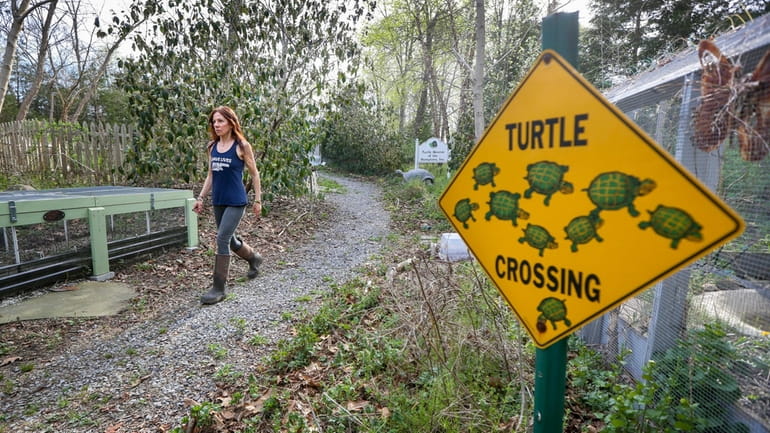 Karen Testa, executive director of Turtle Rescue of the Hamptons,...