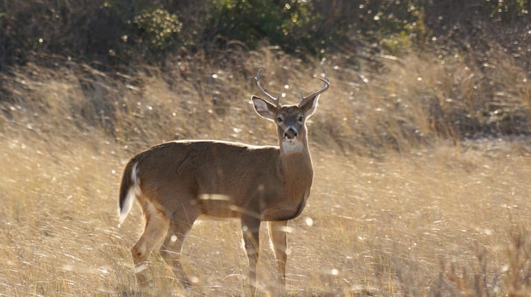 There are about 400 white-tailed deer on Fire Island, where this...