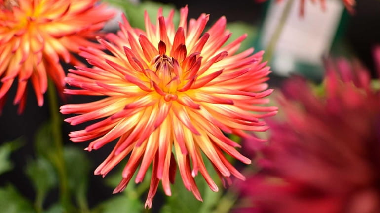 Dahlias can be overwintered indoors for replanting next year.