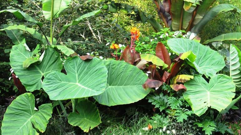 Colocasia and other tropical foliage; experts advise starting small, with...