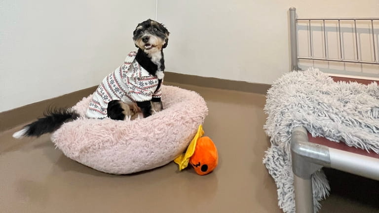 A dog named Mila in a luxury suite with a...