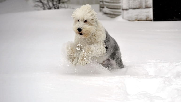 Buddy, an Old English sheepdog, prances through the snow in...