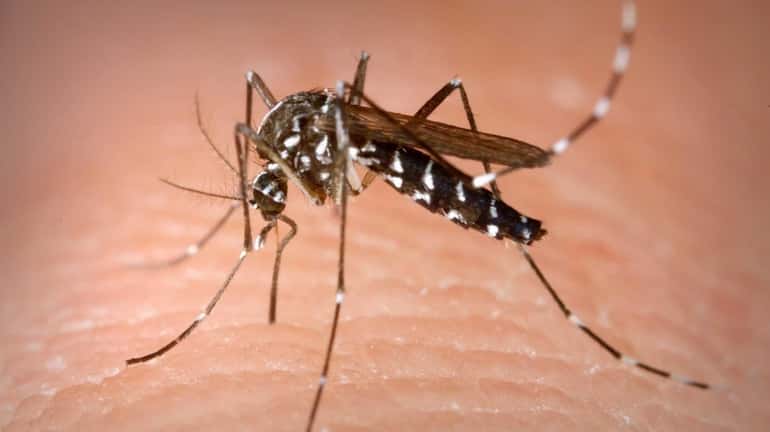 Dengue is caused by a virus carried by mosquitoes with...