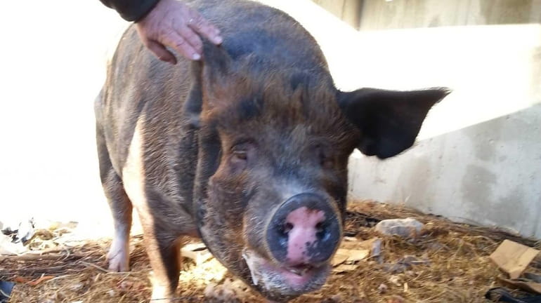 Lucy the pig was found walking the streets of Oceanside...