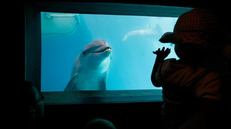Winter, the tailless dolphin, makes friends at an underwater viewing...