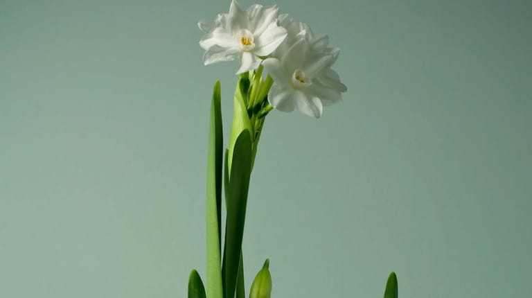 Paperwhite bulbs traditionally are "planted" in marbles, glass beads or...