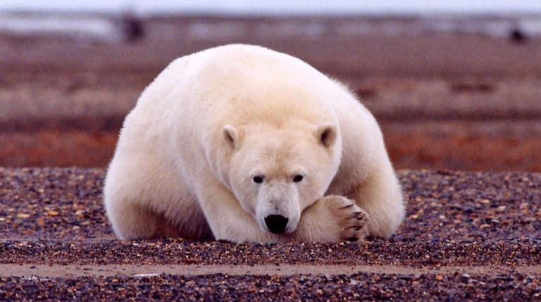 The Southern Beaufort Sea population of polar bears is listed...