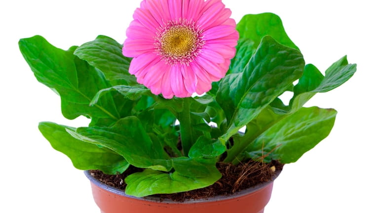 Gerbera daisies cleanse the air of benzene, a study found.