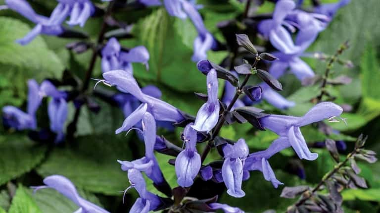 'Rockin' Blue Suede Shoes' salvia, which has unusual black sepals, and...