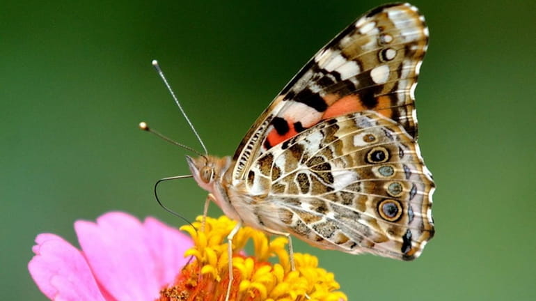 BUTTERFLIES, BEES AND OTHER POLLINATORS Oceanside: Cornell Cooperative Extension of Nassau...