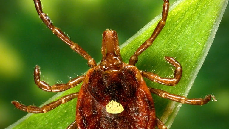 The bite from a lone star tick is primarily responsible...