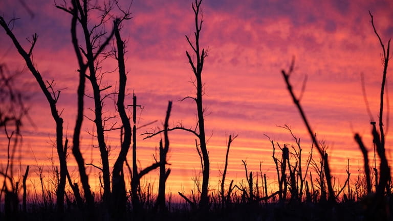 Tree skeletons are seen against the background of sunrise on...