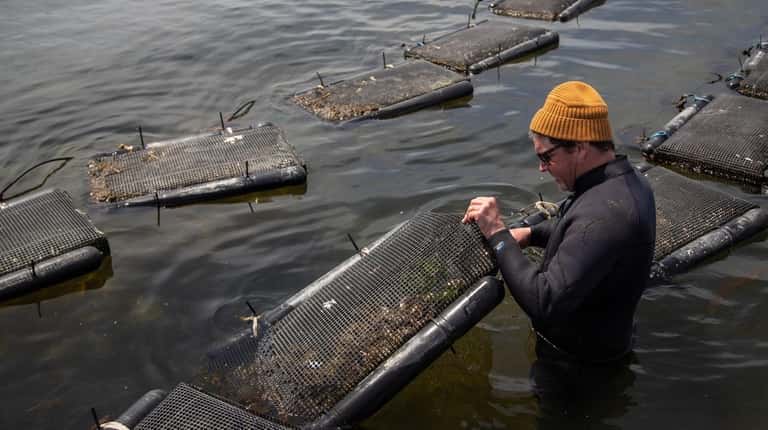 Marine farmer Paul McCormick cultivates sugar kelp and oysters in...