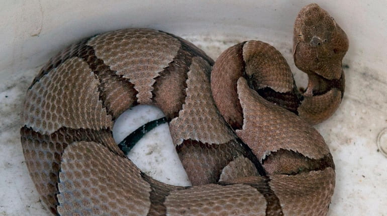 This copperhead snake was found outside the bay door of...