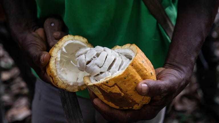 A farmer opens a Cocoa pod in Divo, West-Central Ivory...