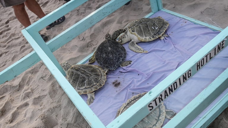 Four sea turtles that were rehabilitated, after being found cold-stunned on...