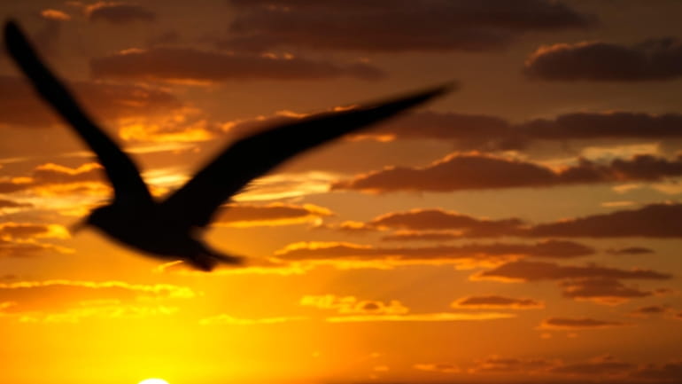 A bird flies past as the sun rises over the...