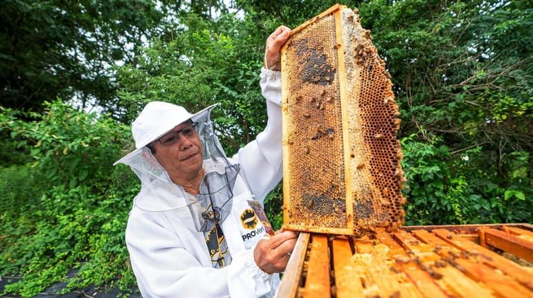 Steven Chen, of Holbrook, tends to the honeybee colonies at...