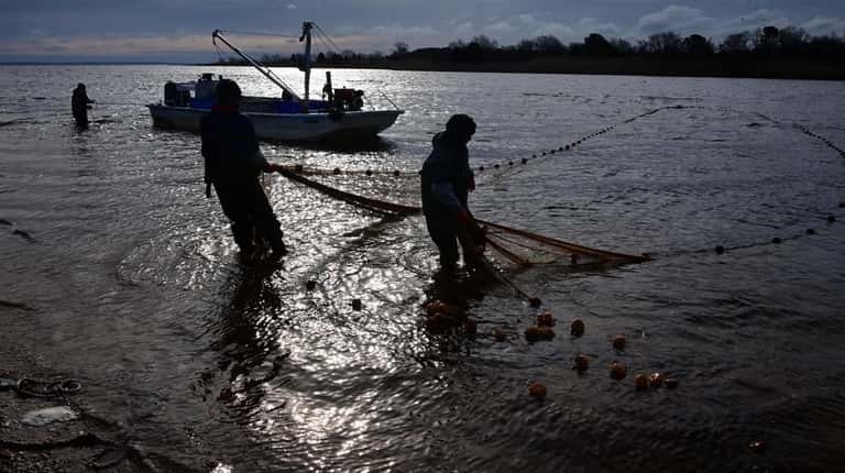 Menhaden fishermen haul in their net on the Peconic River...