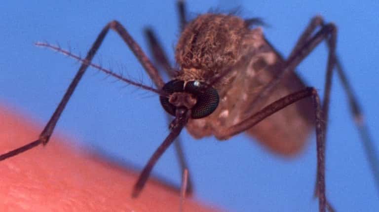 A culex pipiens, the mosquito that transmits the West Nile...