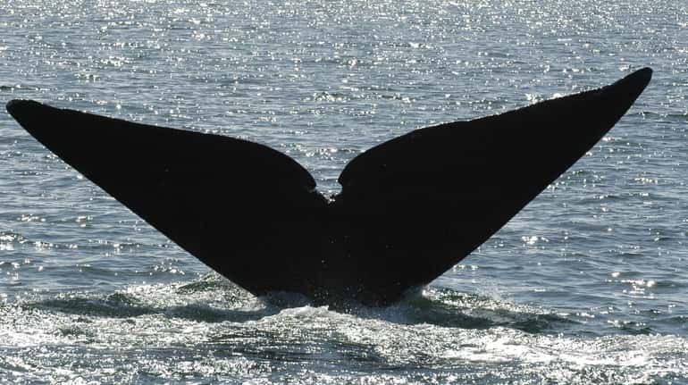 "Snake Eyes," a North Atlantic right whale, raises his tail in...