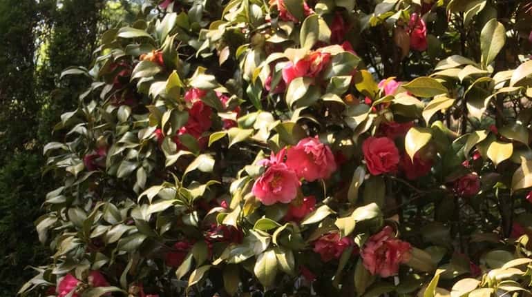 Camellia japonica is a southern favorite that can be grown...