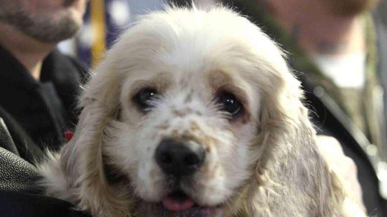 This cocker spaniel was among many dogs seized from a...