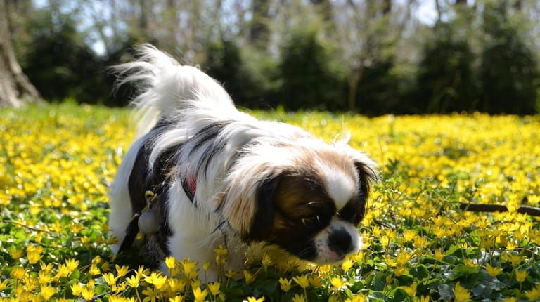 Chatham, a cavalier-Pekingese mix, sniffs flowers at Old Westbury Gardens, where an...