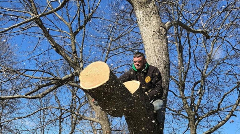 Joe Smith Jr. at his tree trimming job.