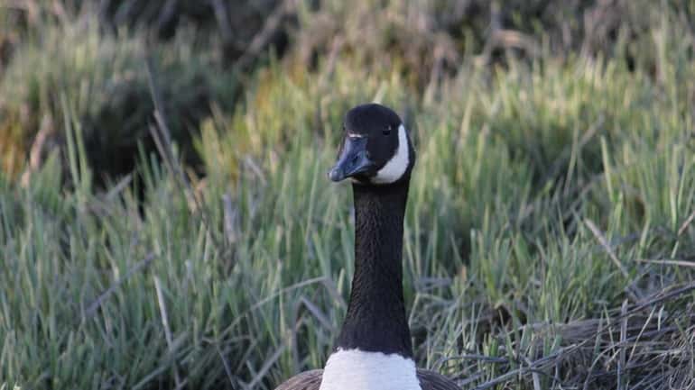 A Canada Goose in a ravine along the shore of...
