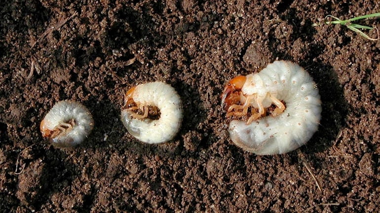 Grubs are just one example of  garden lawn pests.