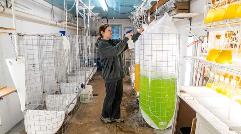 Lizzie Savage, hatchery manager for Hart Lobsters in West Sayville, in...