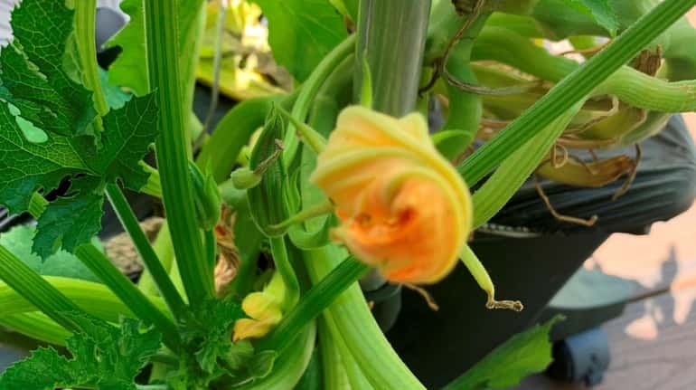 Male and female zucchini flowers need to be open at...