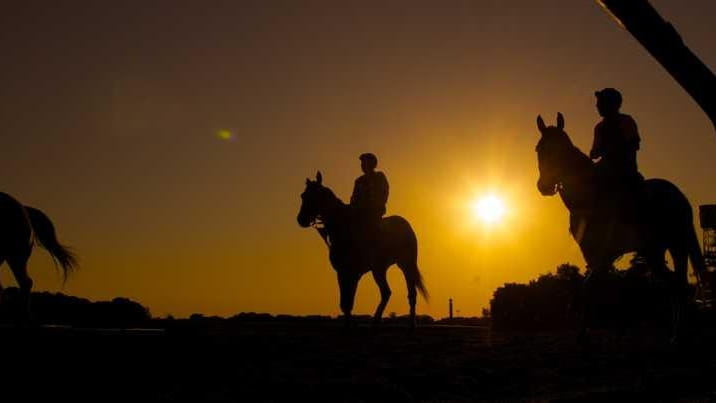 Horses enter the track at sunrise for their morning workout...