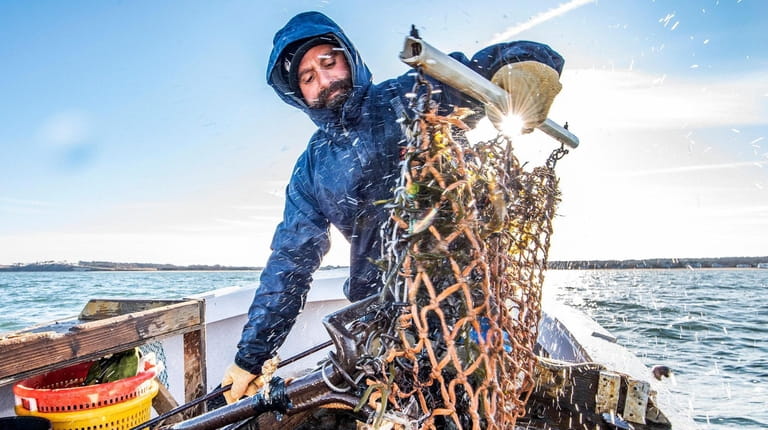 Anthony Rispoli, a second-generation commercial fisherman, empties scallop dredges on the...