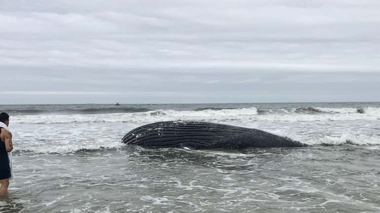 The carcass of a juvenile whale that officials said is...