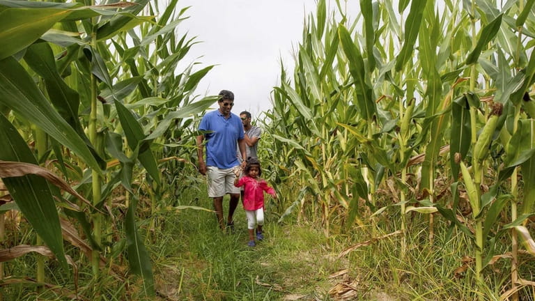 Aria Qalbani leads her father through the corn maze at...